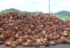 oilplam