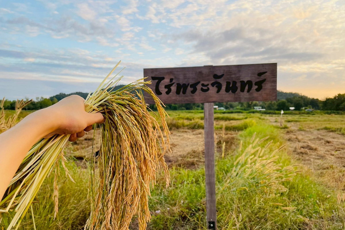 เจาะลึกแบรนด์ ‘ไร่พระจันทร์’ พลิกกระแสมัทฉะ สู่ตลาดโมเดิร์นเทรด