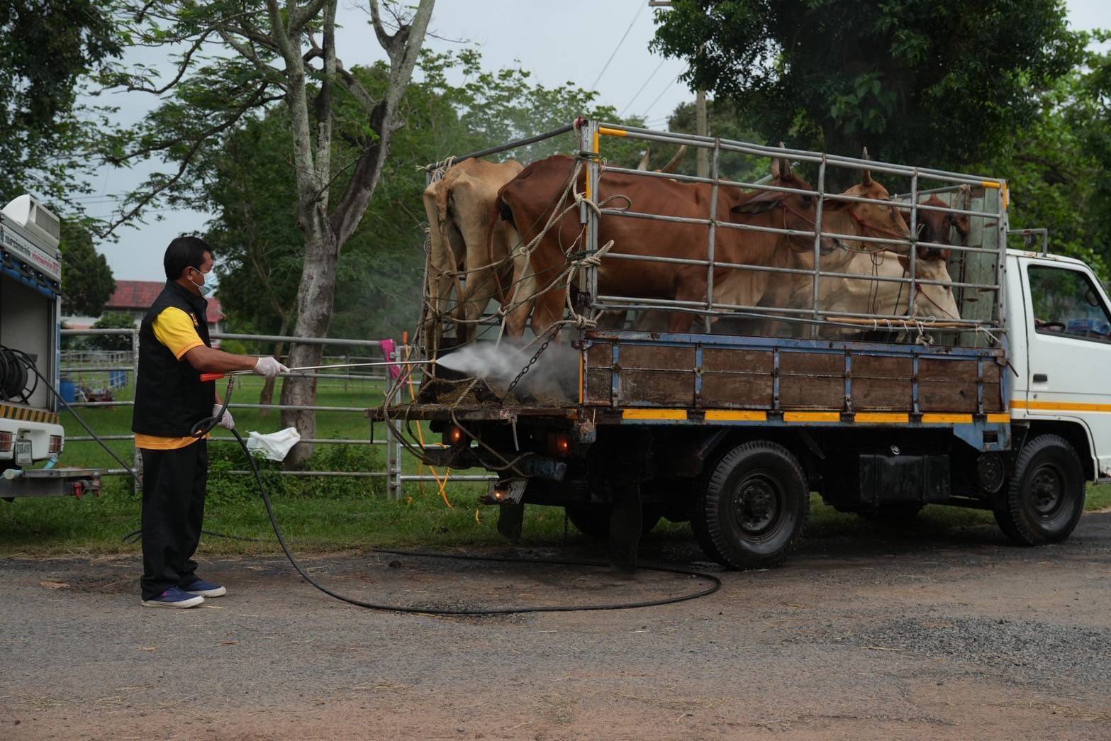 กระทรวงเกษตรฯ เร่งฟื้นฟูสุขภาพสัตว์ในพื้นที่ปะทะตามชายแดน 1 ล้านตัว