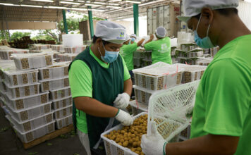 Northern Longan