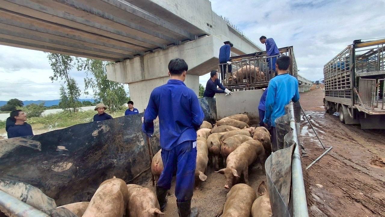 อพยพสัตว์เกือบ 6 หมื่นตัว-เฝ้าระวังโรคระบาดสัตว์เข้มข้น จากพายุวิภา