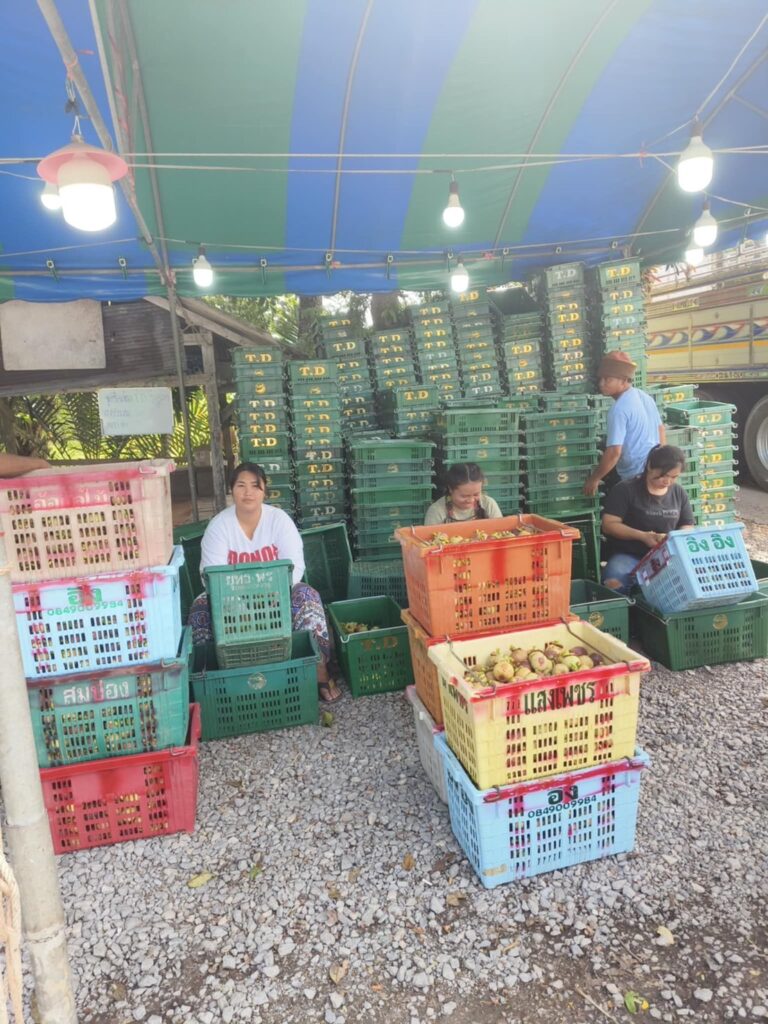 มังคุด