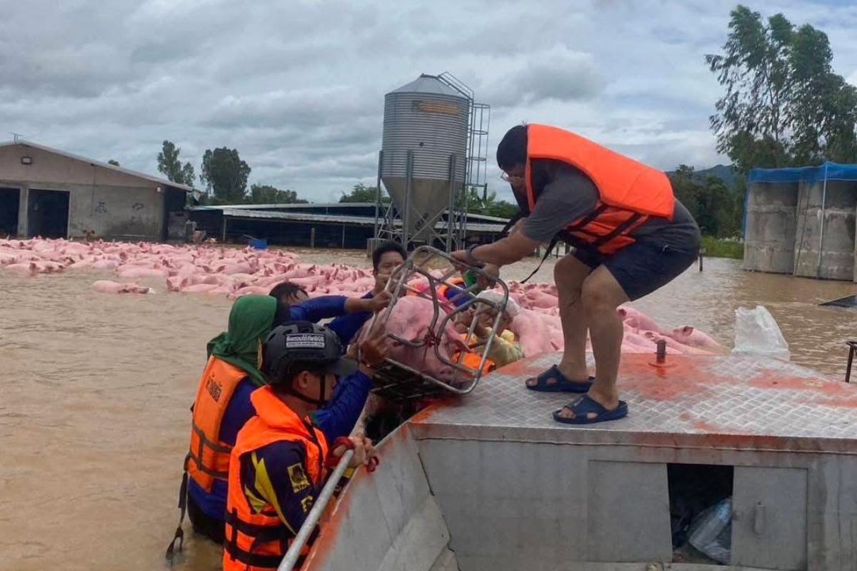 เชียงรายน้ำท่วมหนัก หมูกว่า 1,000 ตัว ลอยคอ ปศุสัตว์ อ.เทิง เร่งช่วยเหลือ