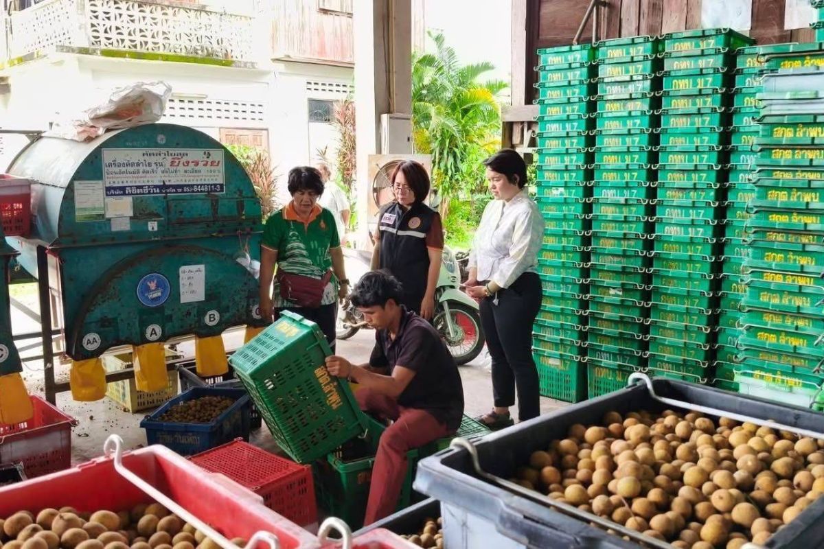 พาณิชย์ดันโรงอบ-จุดร่อน เดินหน้าเปิดจุดรับซื้อลำไยภาคเหนือ