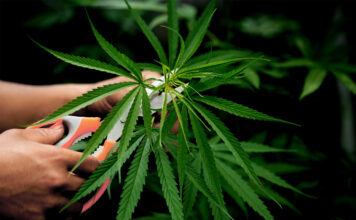 marijuana