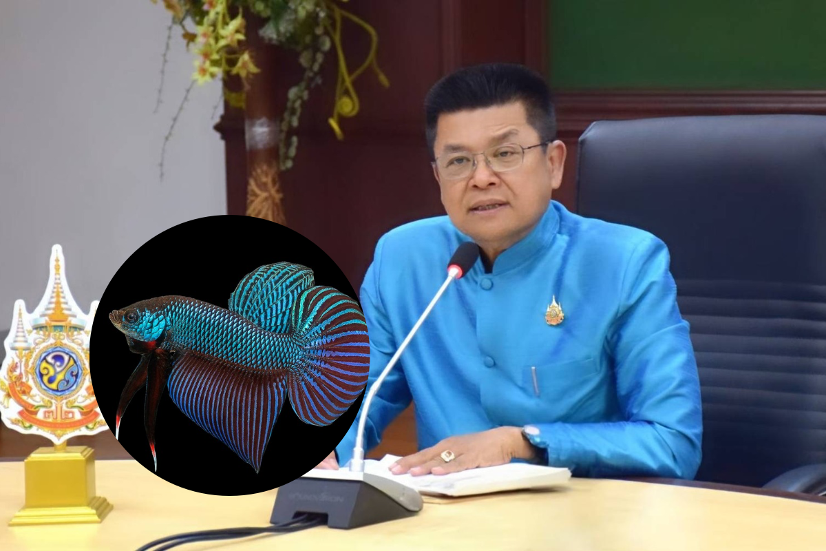 ปลากัดไทยนิยมทั่วโลก ปี 2568 กรมประมงจับมือไปรษณีย์ส่งทั่วไทย