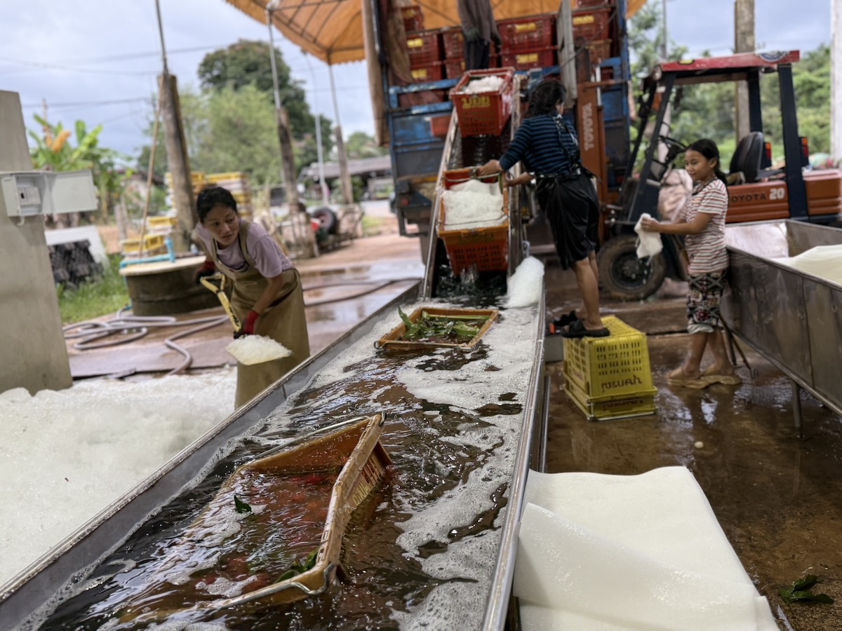 ส่งเงาะเจาะตลาดเวียดนาม-ดูไบ