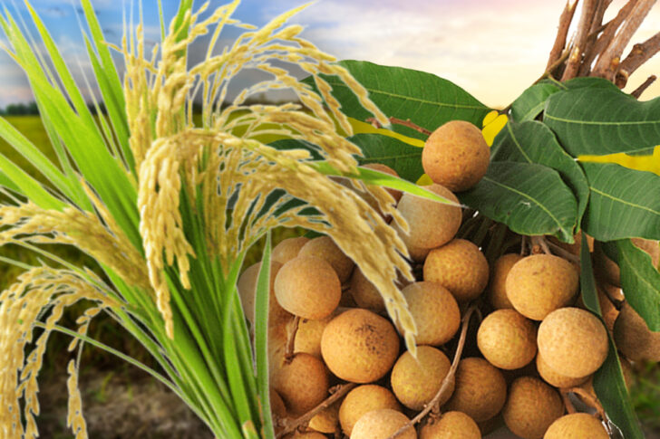 .รัฐช่วยอุ้มข้าว-ลำไยราคาตก อัดเงิน 4 หมื่นล้านจ่ายชดเชย.