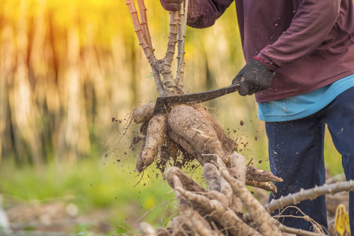 Agriculture is harvesting tapioca from cassava farms.