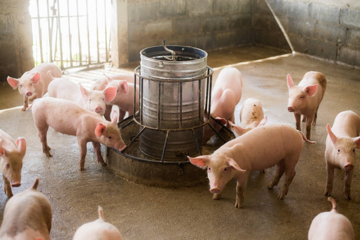 CPF ย้ำให้ความสำคัญเกษตรกรผู้เลี้ยงหมูและจัดหาข้าวโพด-กากถั่วในประเทศ