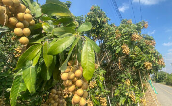 Labor-Longan