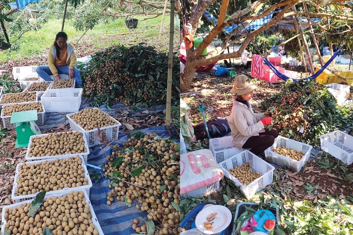 Longan orchard - for sale