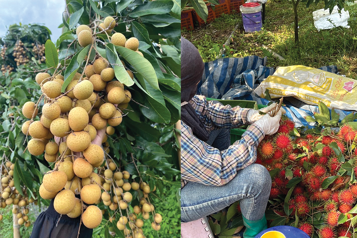 Longan orchard - for sale