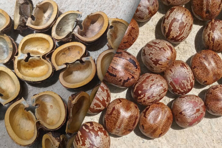 rubber seeds