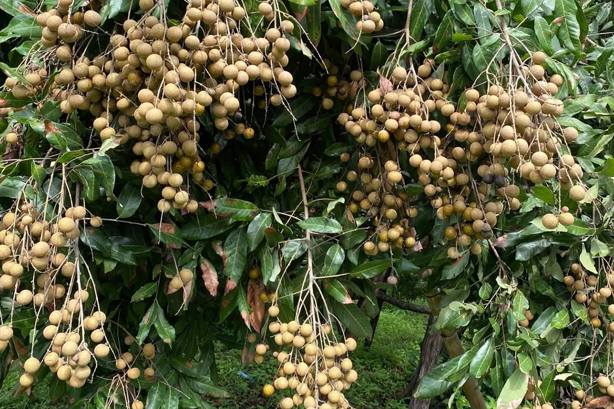 ลำไย