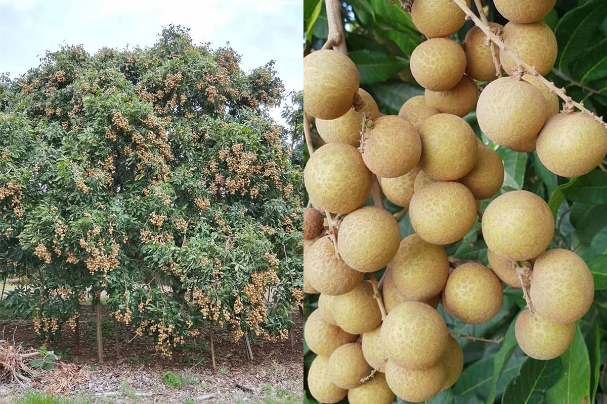 longan