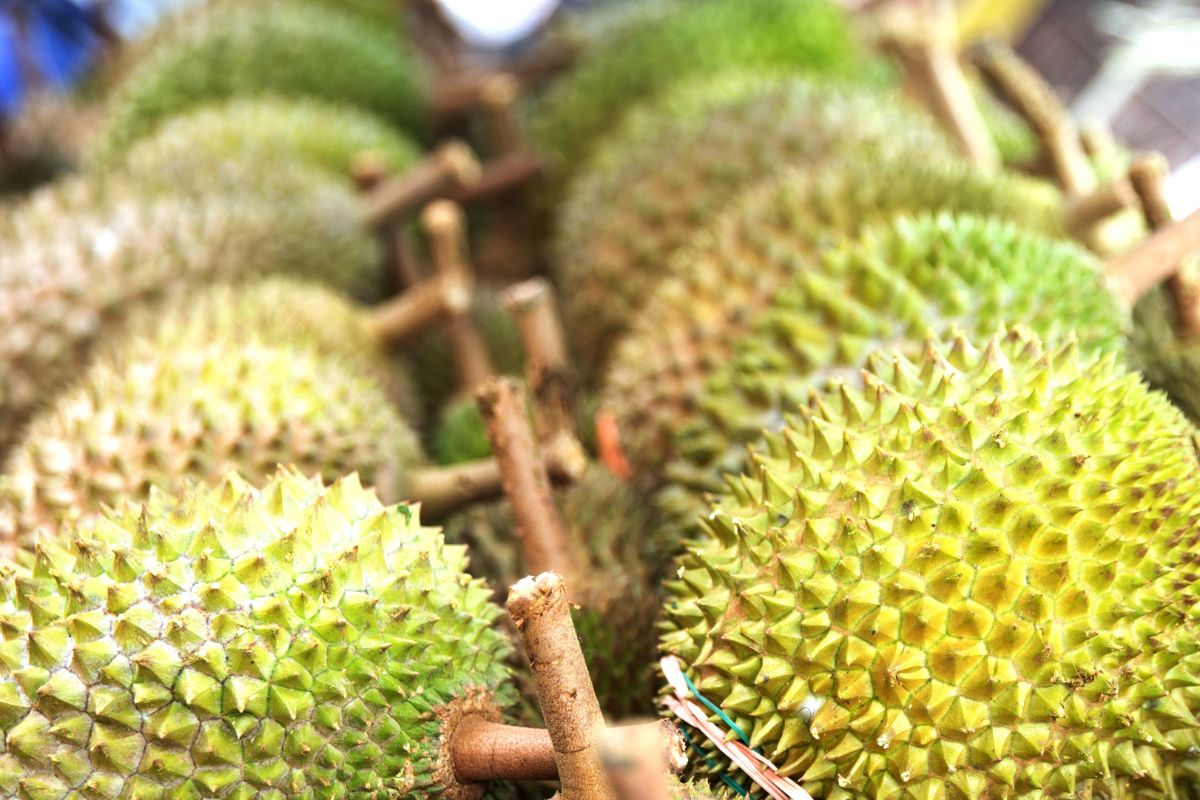 ไทย-จีน เปิดเพิ่ม 5 ด่านนำเข้า-ส่งออกผลไม้ เริ่ม 1 ก.ย.นี้