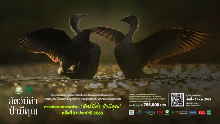 .ก.ทรัพยากรฯ-เครือซีพี ชวนส่งประกวดภาพถ่ายในโครงการ “สัตว์มีค่า ป่ามีคุณ”.