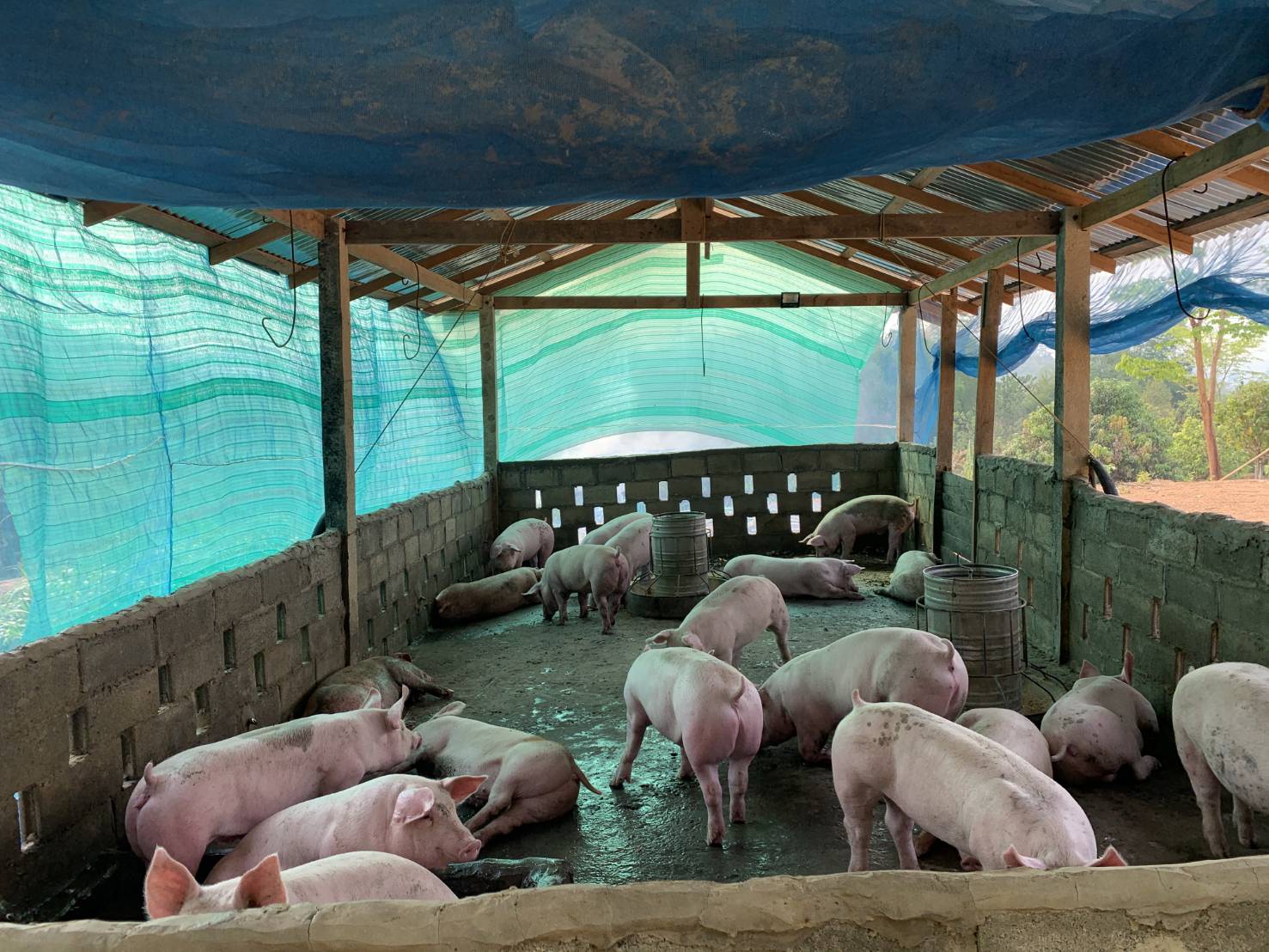 สมาคมผู้เลี้ยงหมูฯ เปิดแผนพยุงราคาหมูตก หวังดึงตลาด-ช่วยเกษตรกร