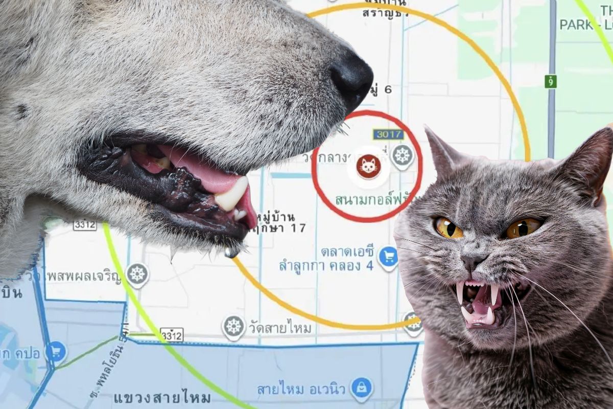 ประกาศเขตโรคพิษสุนัขบ้าเพิ่ม 3 พื้นที่ กทม.-ปริมณฑล ห้ามเคลื่อนย้ายหมา-แมวป่วย