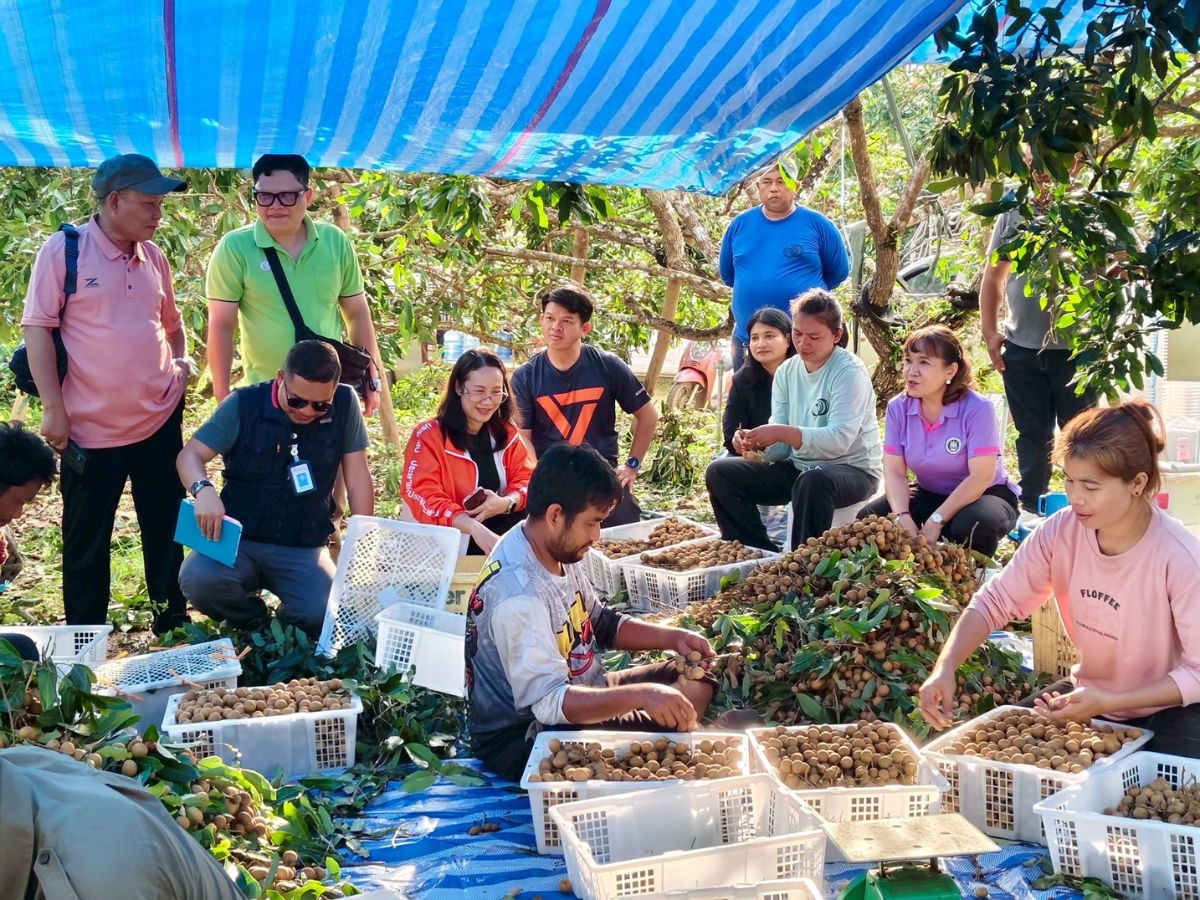 จันทบุรีนำร่องดึง’ผู้หนีภัยเมียนมา’ ดูงานเก็บลำไย ทดแทนแรงงานเขมร