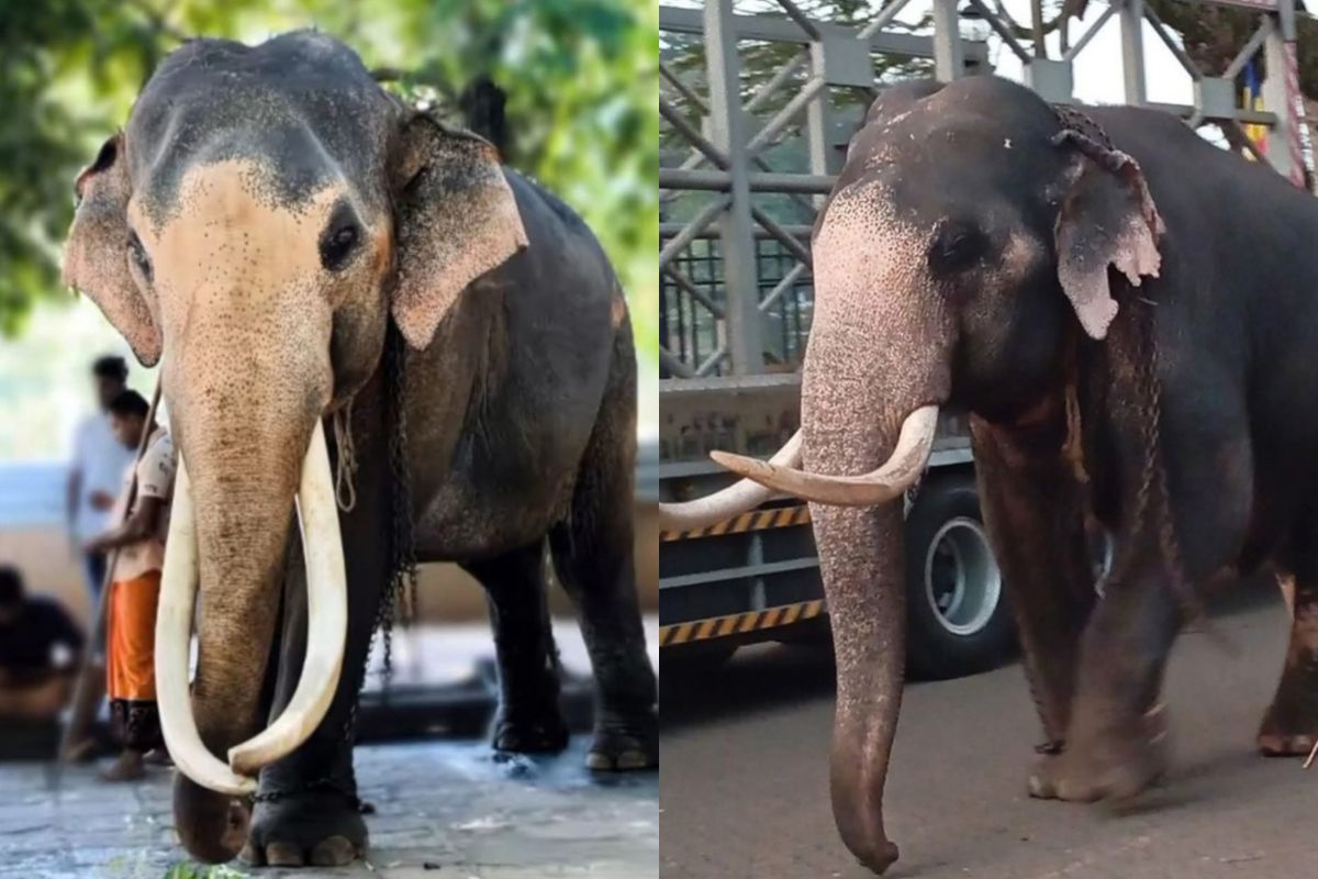 สุชาติหารืออดีตทูตไทยประจำกรุงโคลัมโบ เจรจา “พลายประตูผา-พลายศรีณรงค์” กลับไทย