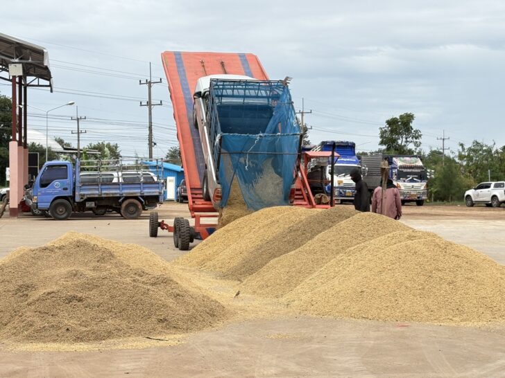 .ตลาดข้าวดีด หอมมะลิแตะ 16,000 บาทต่อตัน หลัง นบข. ออกมาตรการดูดซับ.