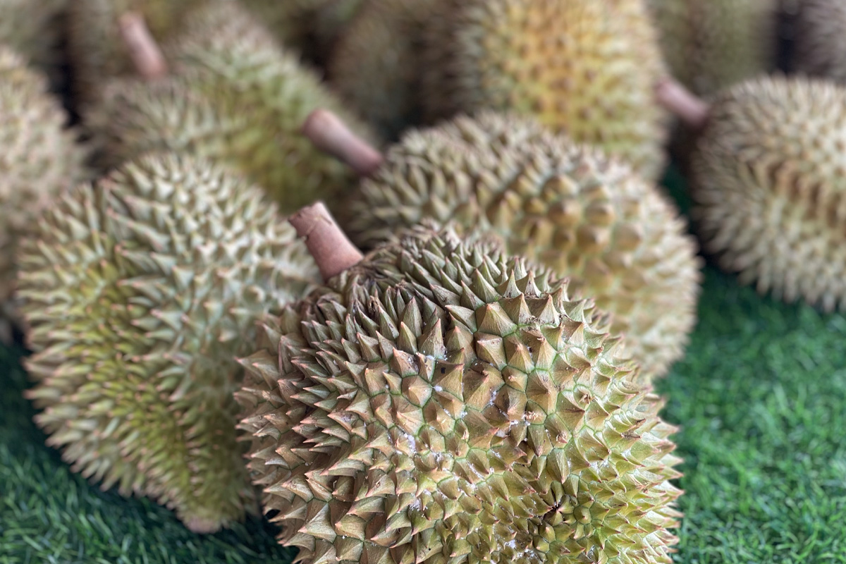 ทุเรียนราคาขาลงในรอบ 10 ปี สารพัดปัญหาสารเคมี-ส่งออก