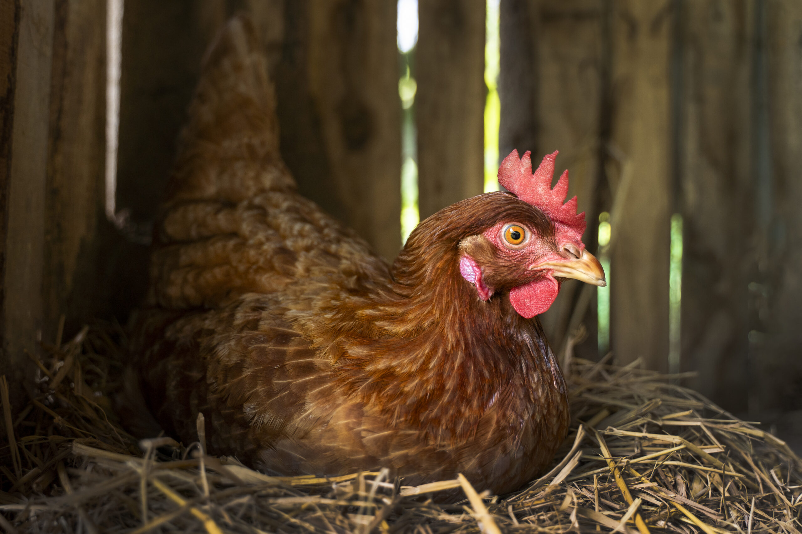 ผู้เลี้ยงไก่ไข่ วอนรัฐเร่งพยุงราคา เหตุราคาดิ่ง-ขอชะลอเพิ่มโควตานำเข้าพ่อแม่พันธุ์