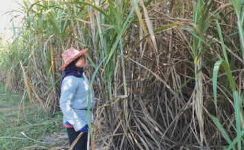 ไร่อ้อยยันไม่ใช่ต้นเหตุ PM 2.5 – 8 โรงงานเพิ่งเริ่มหีบ-ตัดสด 99.7% ไร่อ้อย