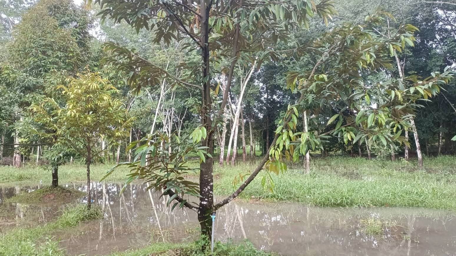 เกษตรฯ เปิดแผนฟื้นฟูน้ำท่วมภาคใต้ เน้นฟื้นดิน-ฟื้นต้น-ป้องกันโรค หลังน้ำลด