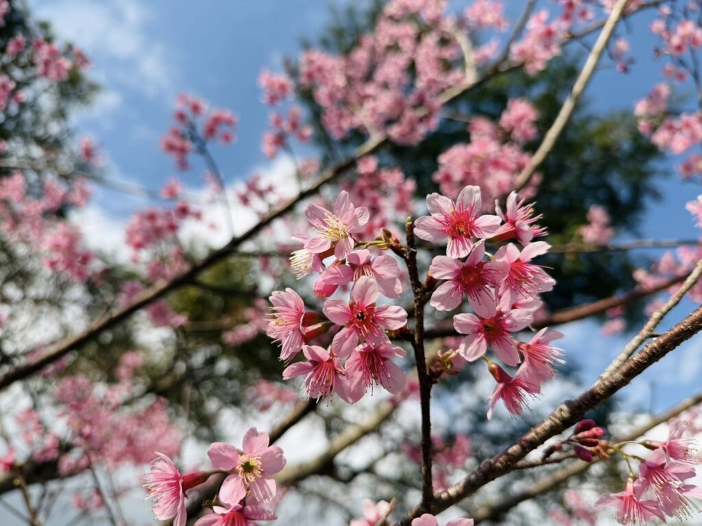 อุทยานแห่งชาติดอยอินทนนท์