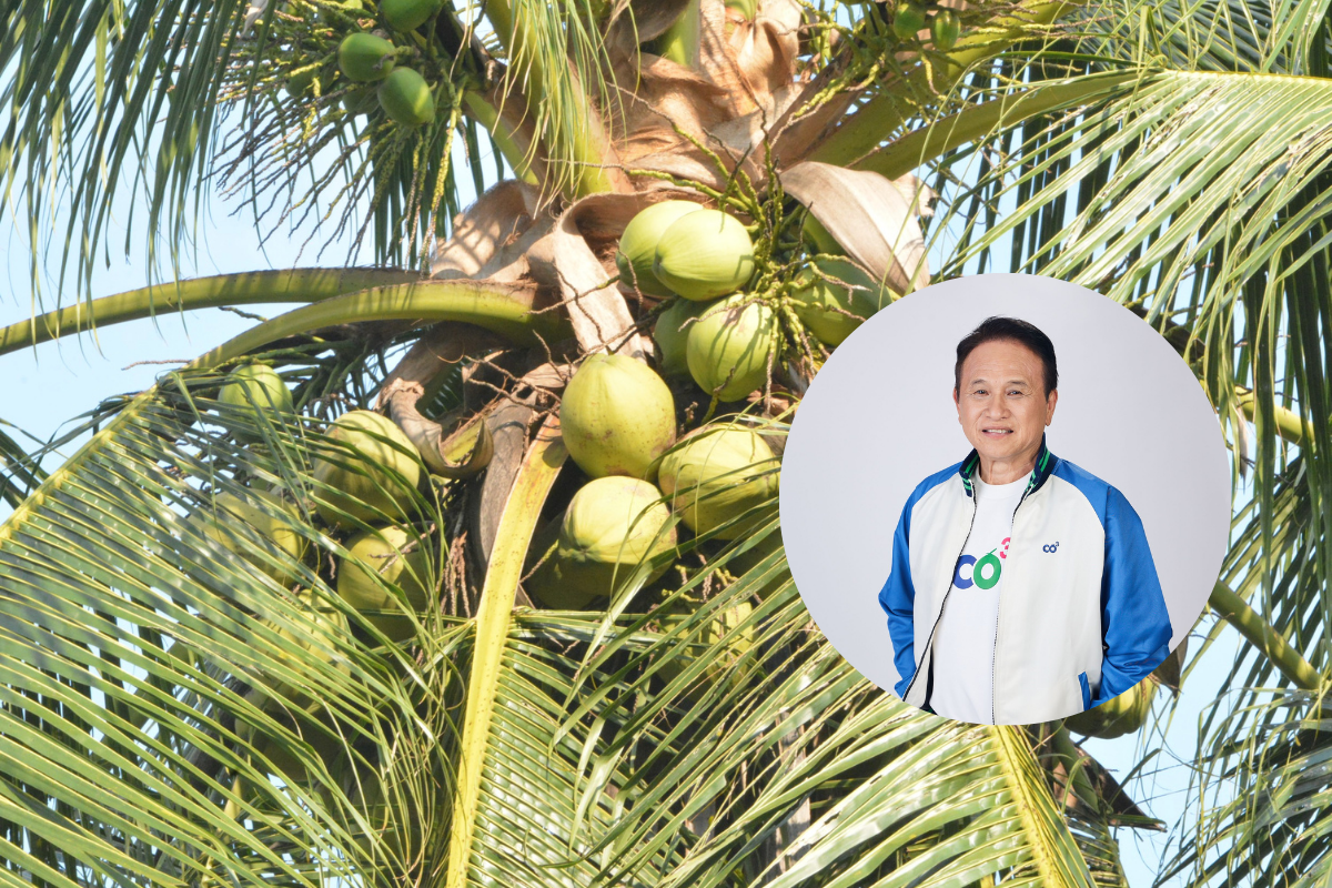 ไทย โคโคนัท เข้ารับซื้อมะพร้าวเกษตรกร หนุนรายได้ พยุงราคา