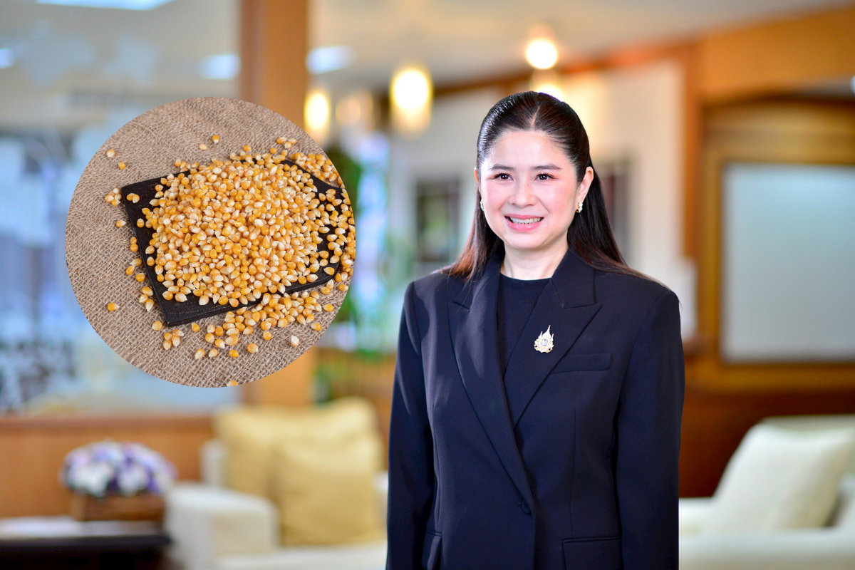 ระเบียบใหม่ พาณิชย์ออก 4 กฎคุมนำเข้าข้าวโพด-ข้าวสาลี ปลอดเผาช่วยลด PM 2.5