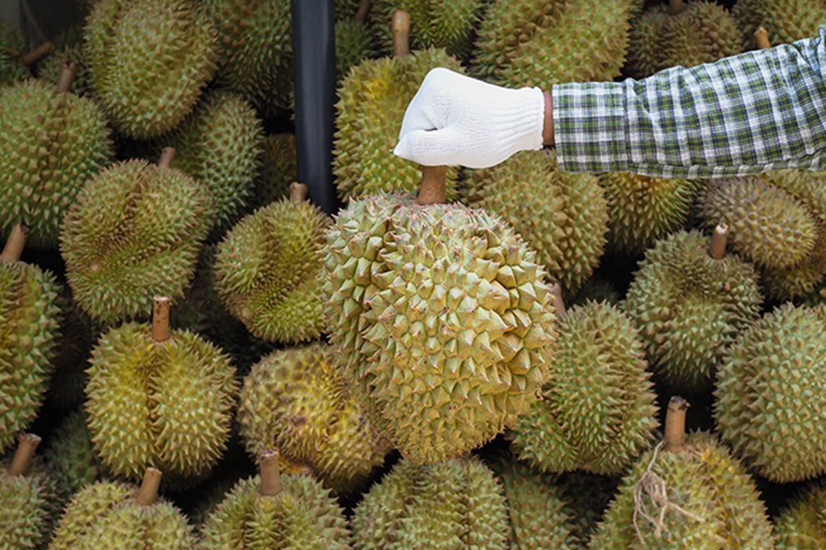Chanthaburi durian