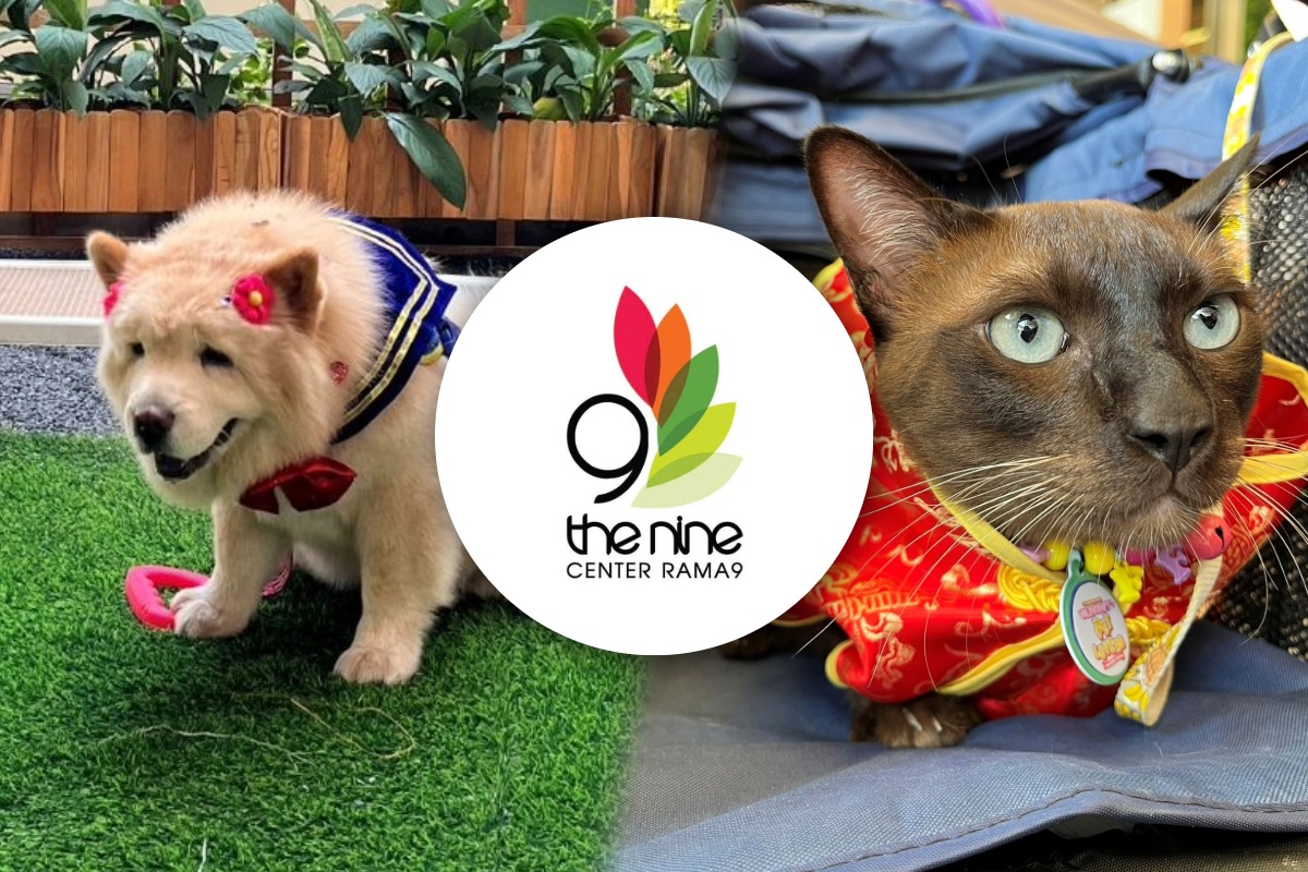 เดอะไนน์ พระราม 9 ปั้น Petsumer Community เพื่อคนรักสัตว์