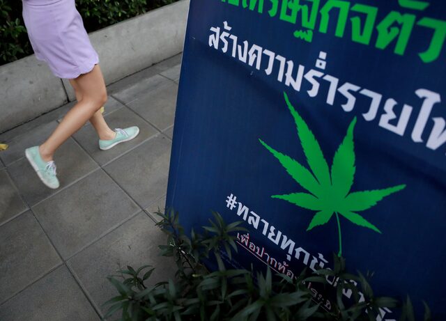 ญี่ปุ่นปี 2025 กัญชาทะลัก 3.5 เท่า พบเกือบ 30% มาจากไทย