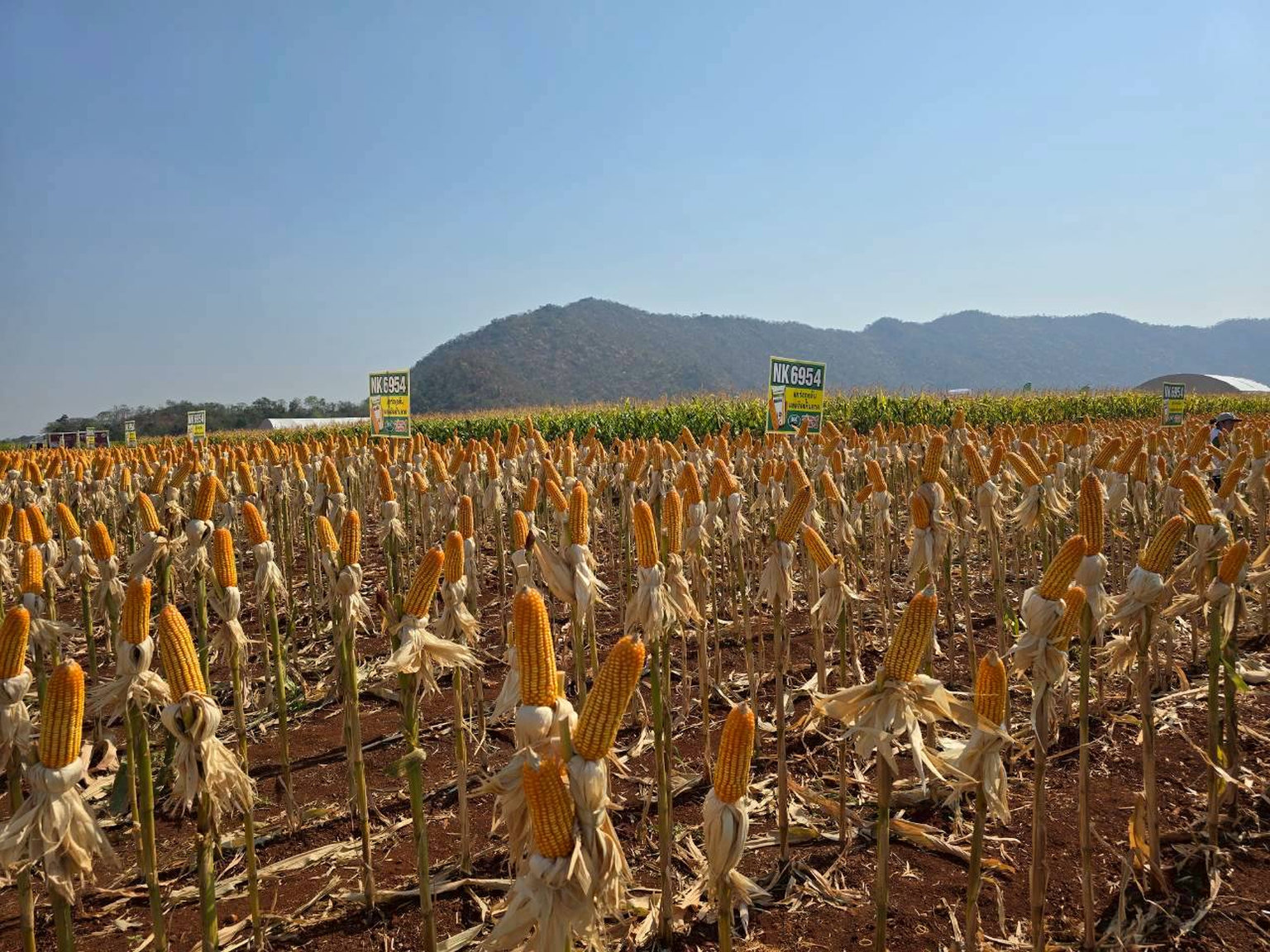 พืชไร่ค้านนำเข้าข้าวโพด GMO จี้พาณิชย์ทบทวนนโยบาย ห่วงซ้ำเติมวัตถุดิบไทยล้นตลาด
