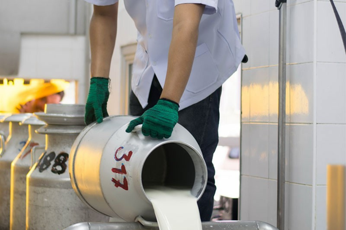 สหกรณ์โคนมกำแพงแสนทุ่ม 300 ล้าน ผุดโรงงานนมผง ดูดซับน้ำนมดิบล้นตลาด