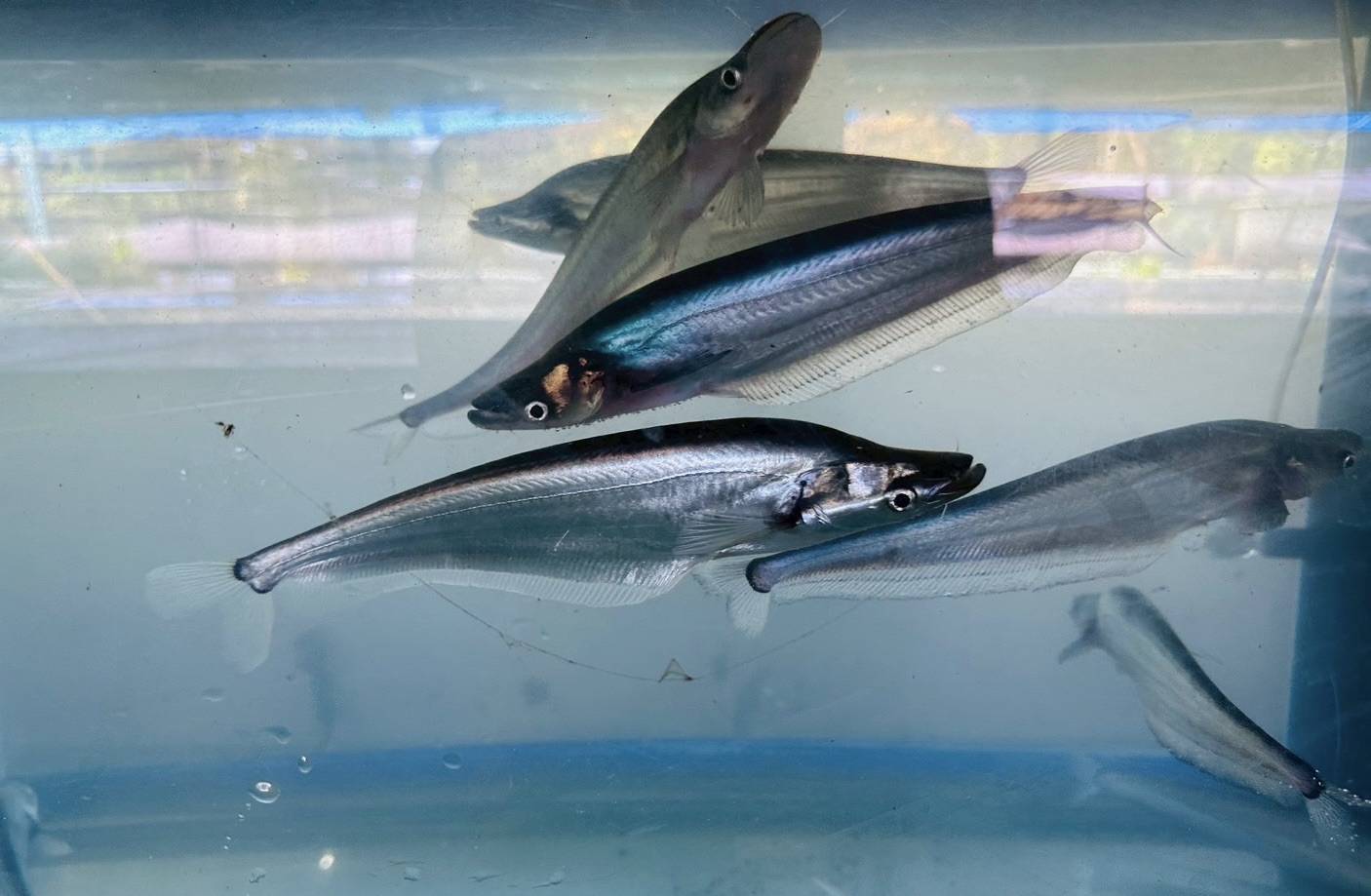 รู้จักพันธุ์ “ปลาน้ำเงิน” ด้วยเทคนิคใหม่ ช่วยลดการสูญเสียพ่อแม่พันธุ์