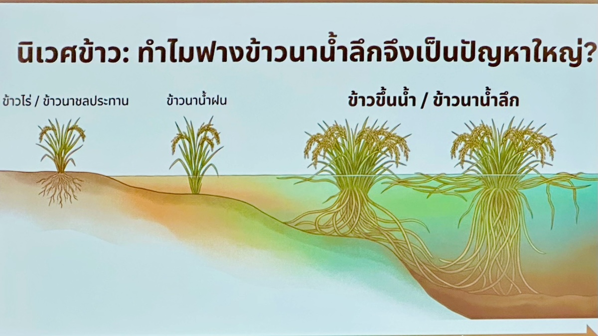 นิเวศข้าว