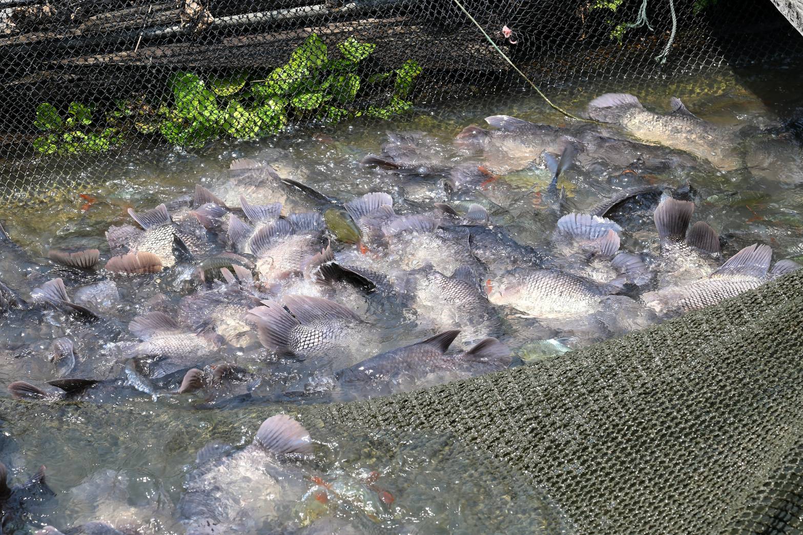 “ปลาแรดสะแกกรังอุทัยฯ” ยกระดับคุมคุณภาพ GI หนุนรวมกลุ่มสร้างมูลค่าชุมชน