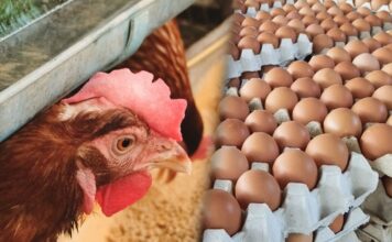 เปิดดัชนีราคาไข่ไก่ยุครัฐบาลอนุทิน “Egg Board” ถอดบทเรียนสร้างสมดุล ไก่ ไข่ไก่