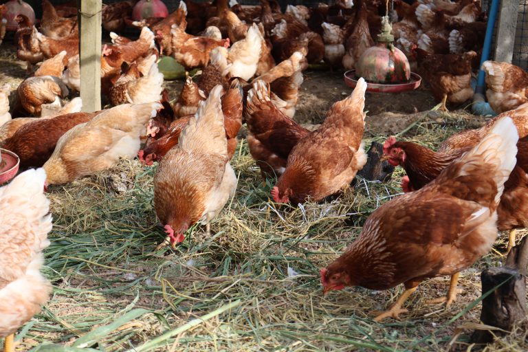 เปิดแนวคิด ‘คะตะลิสต์’ ไข่ไก่ไร้กรงแก้วิกฤต NCDs-โลกร้อน