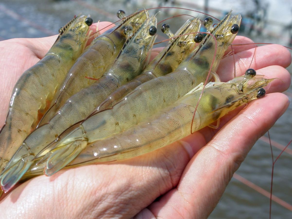 เปิดไฮไลท์วันกุ้งไทยครั้งที่ 35 เปิดกลยุทธ์เลี้ยงกุ้งอย่างไรให้สำเร็จอย่างยั่งยืน