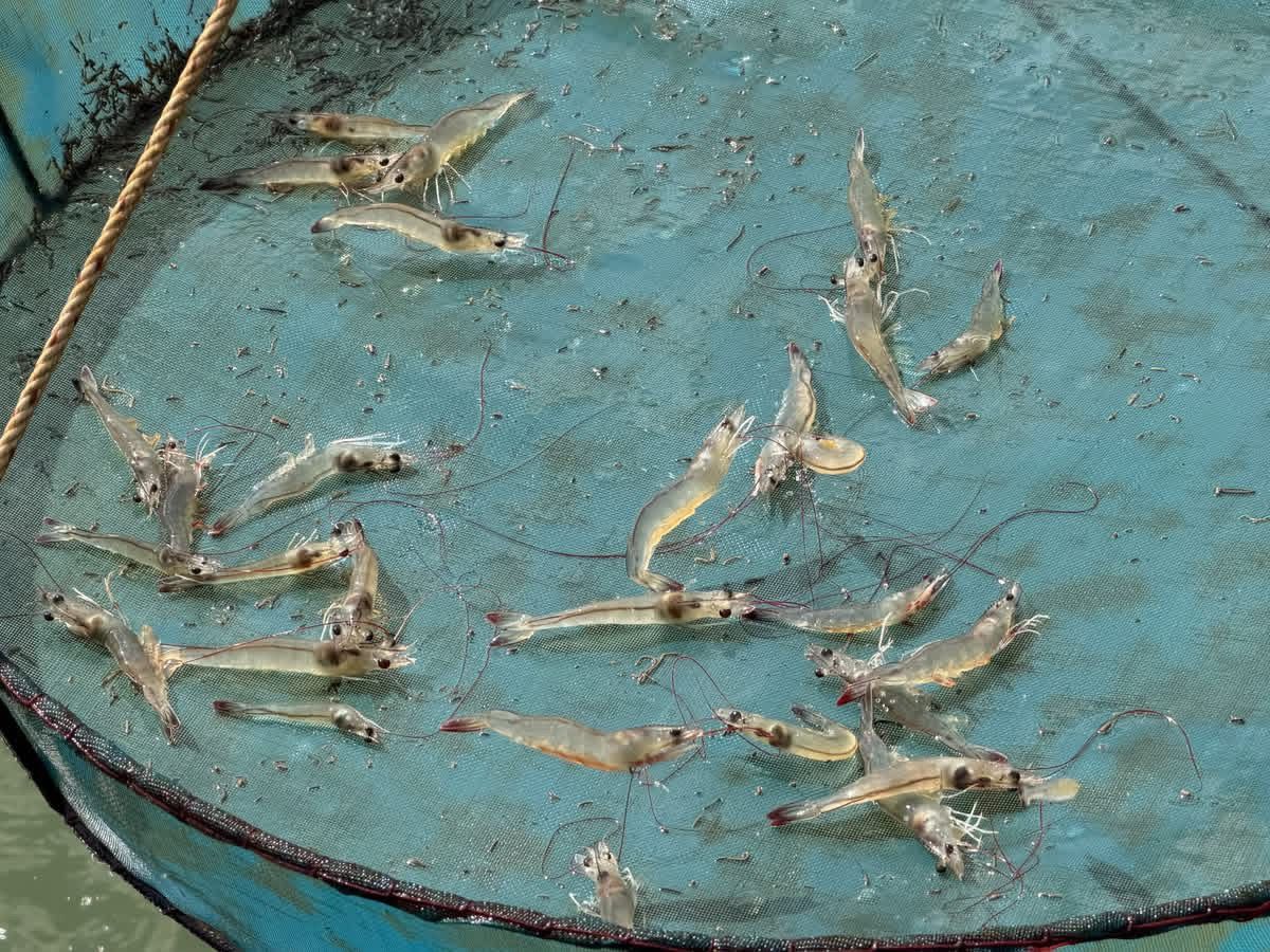 ฟาร์มกุ้งสิงหนครอ่วมหนัก วิกฤตน้ำมันดันต้นทุนพุ่ง ราคากุ้งตกต่ำ