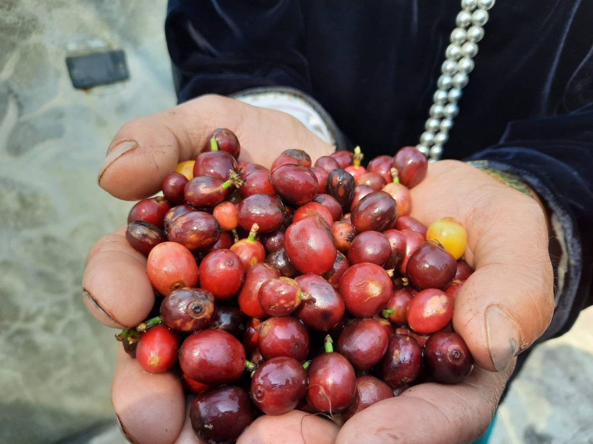 เชียงใหม่กางยุทธศาสตร์ 10 ปี ปั้น “Nomad District” – ดันกาแฟ GI สู่เมืองคาร์บอนต่ำ