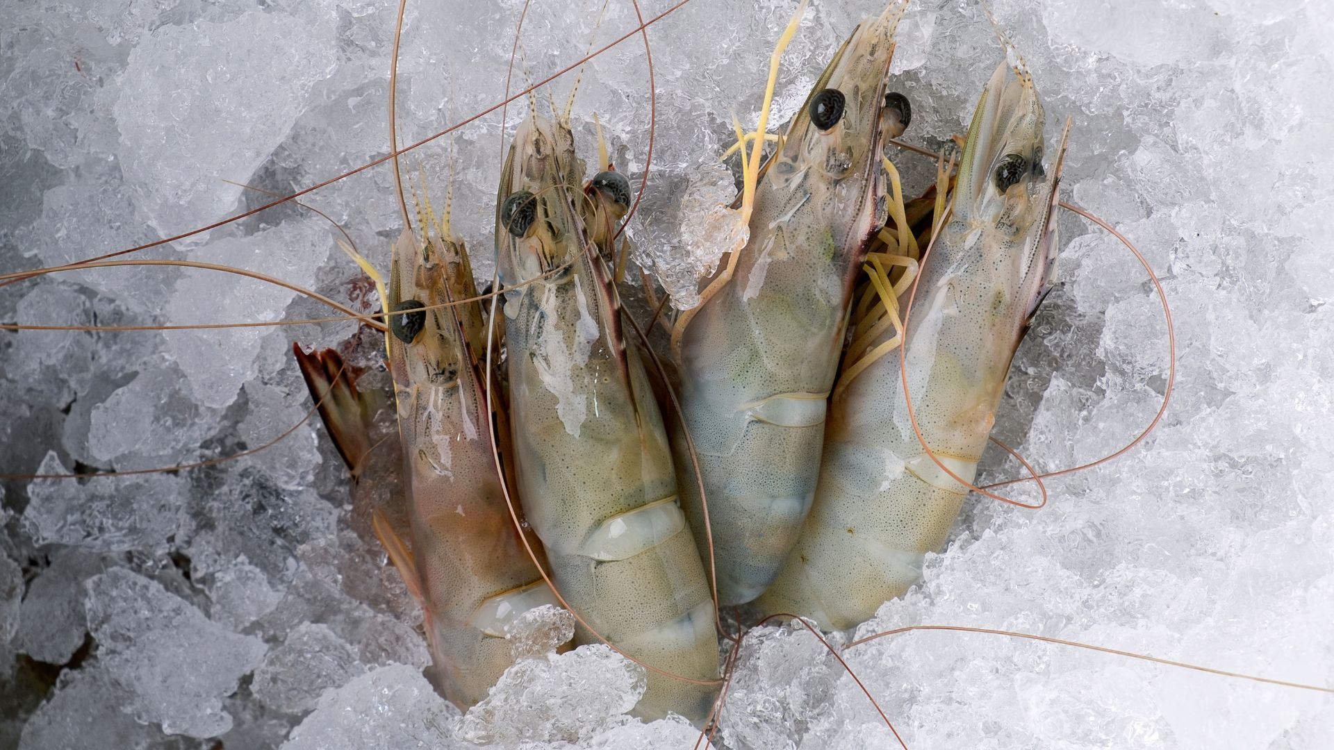 น้ำ แหล่งเพาะกุ้งชั้นดี มีผลต่อการเติบโต หวั่นสารตกค้างกระทบผู้เลี้ยง