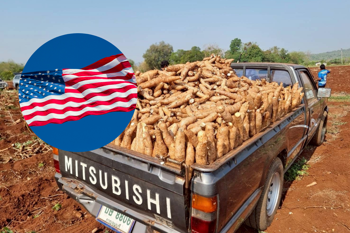 สหรัฐเปิดหน้าต่างทอง ยกเว้นภาษีแป้งมันไทย 150 วัน แนะเร่งส่งออกตีตลาด