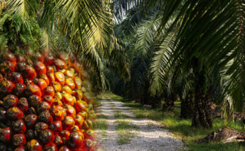 5-1โรงสกัดติงส่งออกน้ำมันปาล์ม